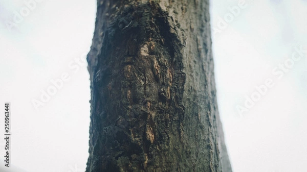 Fototapeta close up tree