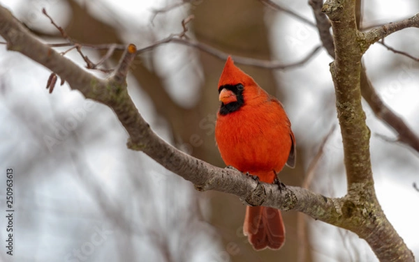 Obraz Inquisitive Cardinal