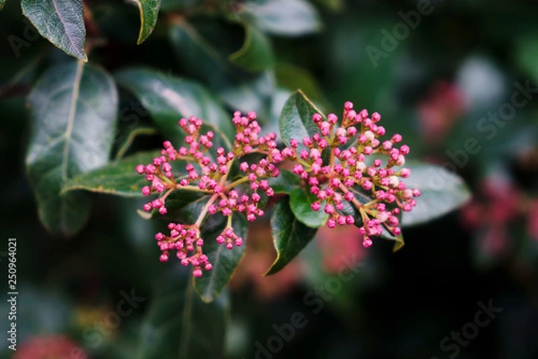 Fototapeta Macro Flores