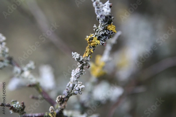 Obraz trees and forest