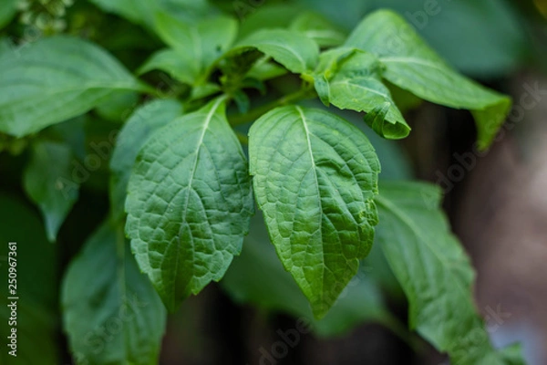 Fototapeta Caraway is a flavorful and aromatic herb. The caraway seed is the most used part of the plant and can be used in baking, soups, stews and other foods but all parts of the plant are edible. 