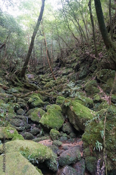 Obraz forest