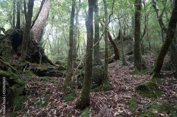 Fototapeta trees in forest