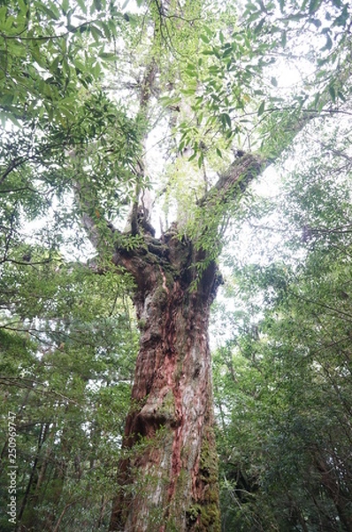Fototapeta tree in forest