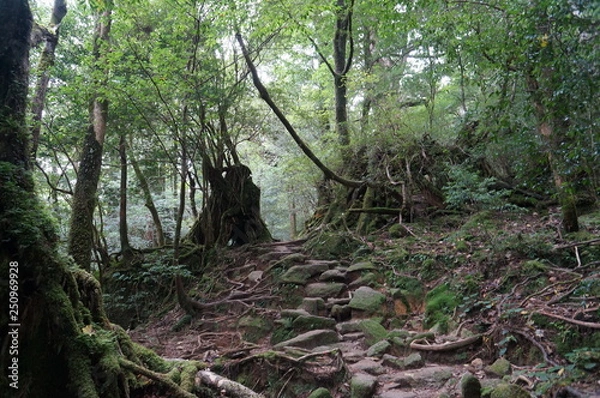 Obraz tree in forest