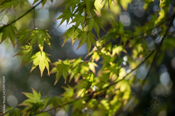Obraz green maple leaves
