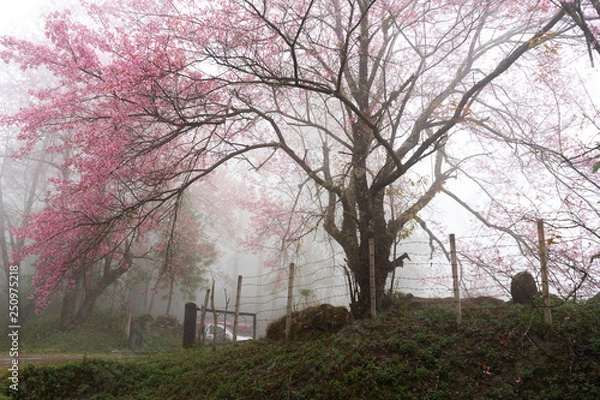 Obraz Pink in the mist