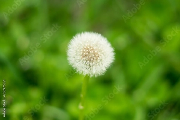 Obraz Dandelion with green background