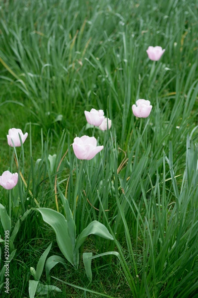 Obraz tulips in a garden