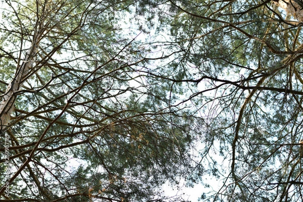 Obraz tree in the sky