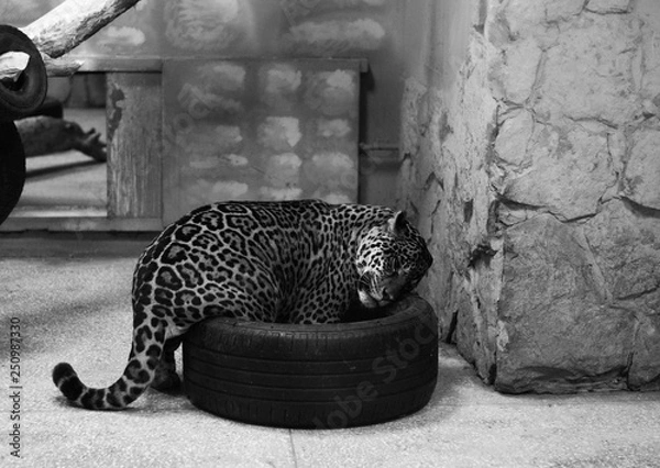 Obraz jaguar is sleaping