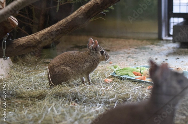 Obraz Animal is eating