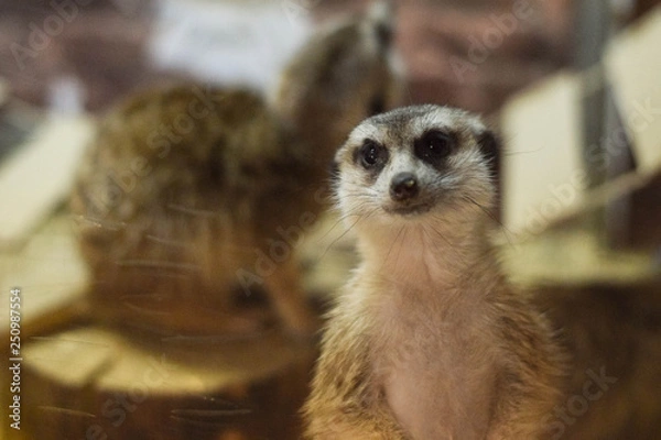 Fototapeta meerkat