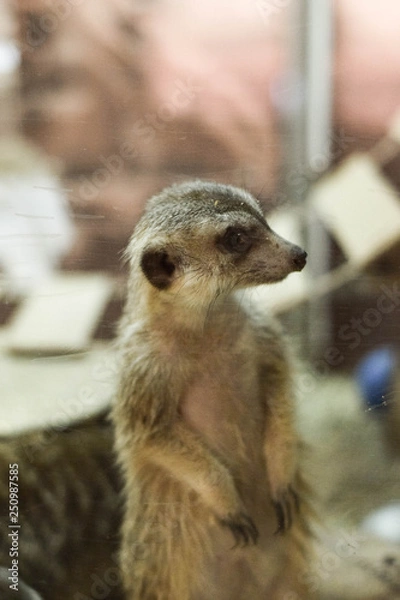 Obraz meerkat on guard