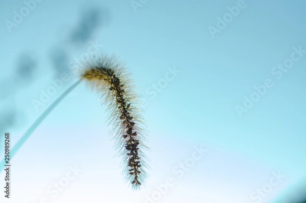 Obraz ネゴジャラシ