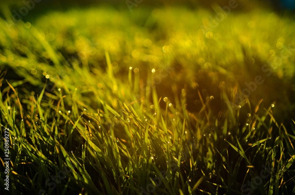Obraz 朝露のに光る草原