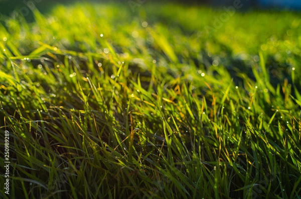 Obraz 朝露のに光る草原