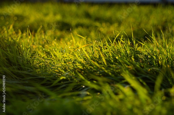 Obraz 朝露のに光る草原