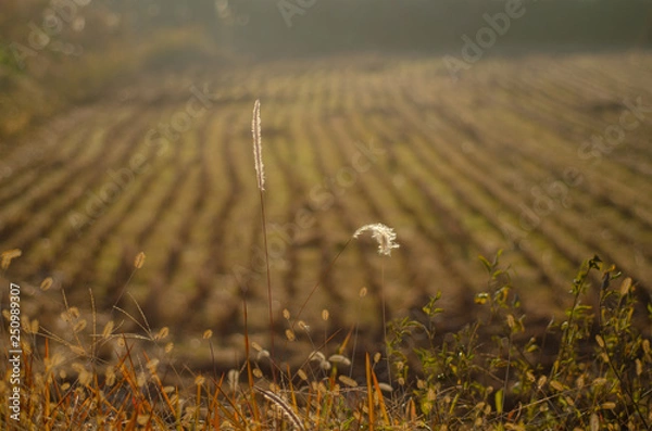 Obraz 収穫の終わった田んぼ