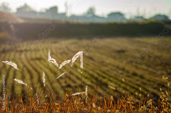 Obraz 収穫の終わった田んぼ