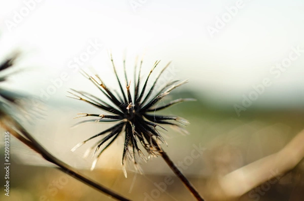 Obraz センダングサの種