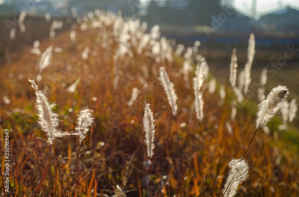 Obraz 綿毛のあぜ道