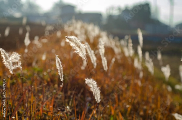 Obraz 綿毛のあぜ道