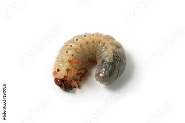 Fototapeta Larva of a may-bug