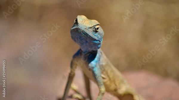 Obraz lizard