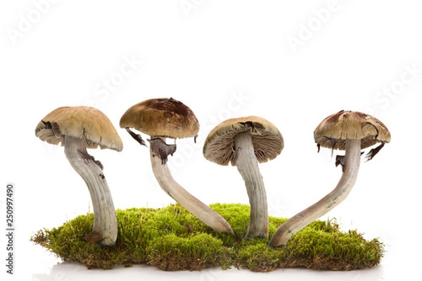 Obraz Świeże grzyby magiczne na mchu izolowanych na białym tle.