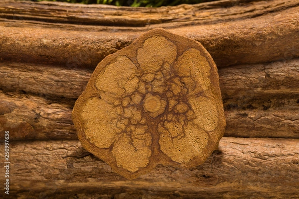 Obraz Banisteriopsis caapi, ayahuasca.
