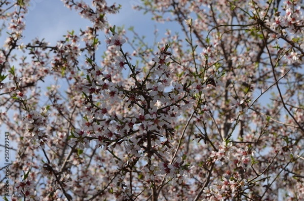Obraz Florece la primavera
