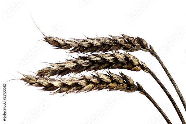 Obraz Verschimmeltes Getreide