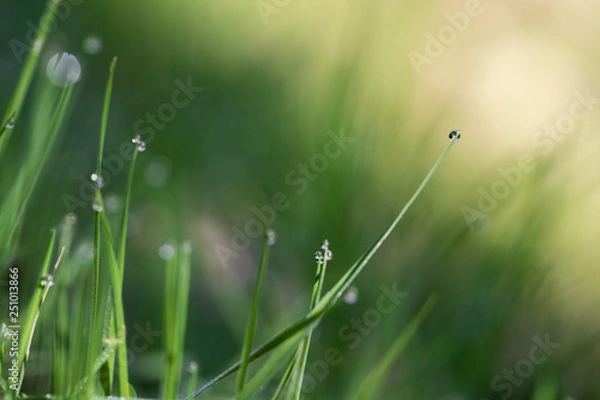 Fototapeta Macro dew on grass 1