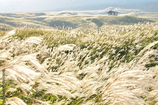 Obraz 阿蘇　高原のススキの草原
