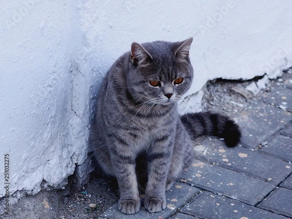 Obraz cat in the snow