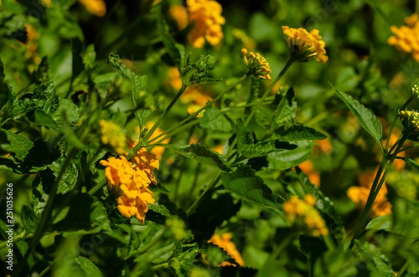 Obraz Flores do campo