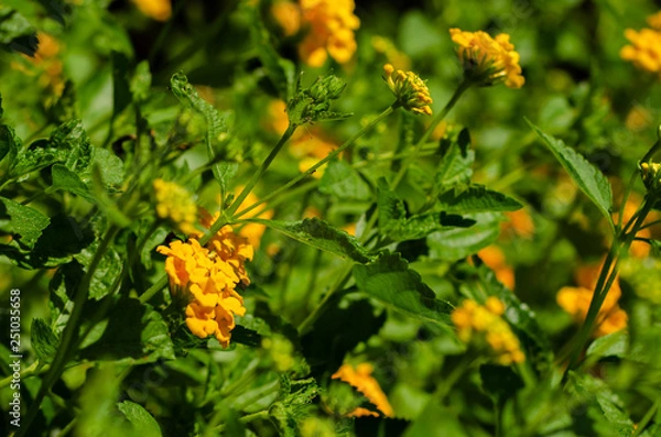 Obraz Flores do campo