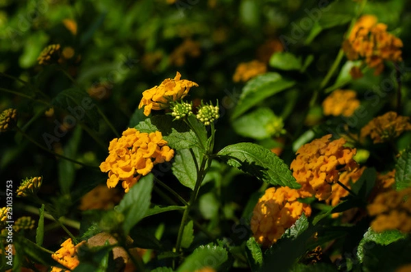 Obraz Flores do campo