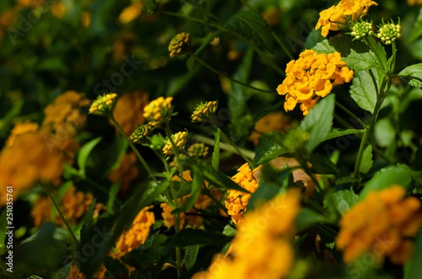 Obraz Flores do campo