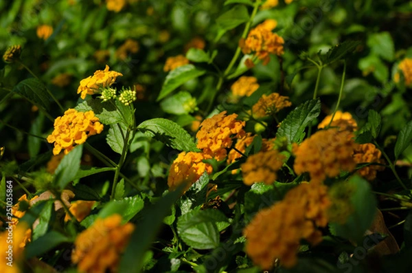 Obraz Flores do campo