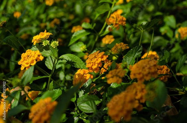 Obraz Flores do campo