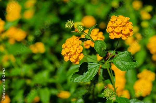 Obraz Flores do campo