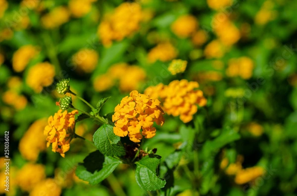 Obraz Flores do campo