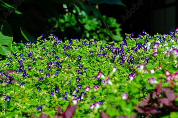 Obraz Flores do campo