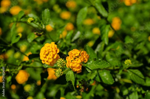 Obraz Flores do campo