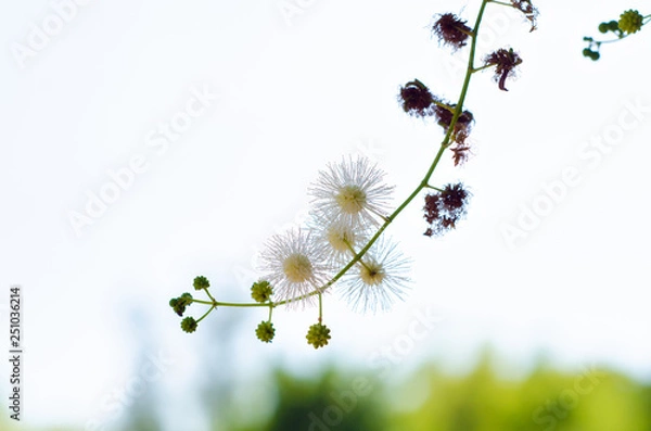 Obraz Flores do campo