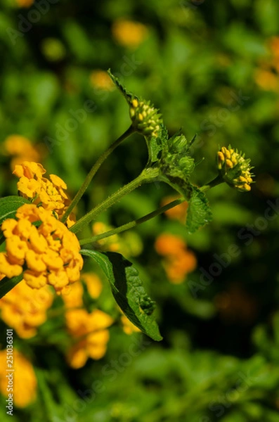 Obraz Flores do campo