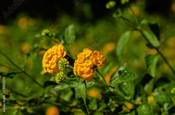Obraz Flores do campo