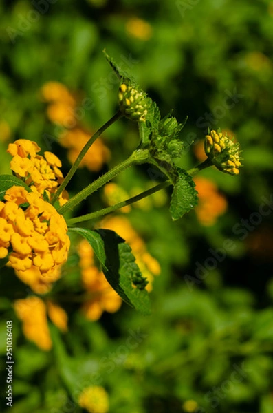 Obraz Flores do campo